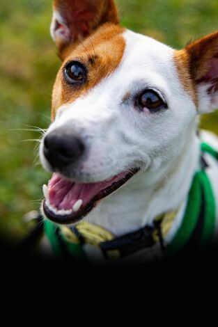 The Dog House. T(T4). The Dog House (T4): Ep.7