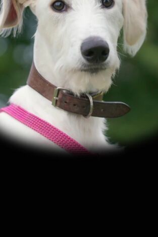 The Dog House. T(T4). The Dog House (T4): Ep.8