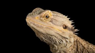 La casa de los reptiles. La casa de los reptiles: Dragones de Komodo al descubierto