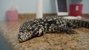 La casa de los reptiles. La casa de los reptiles: Critter fixers: Veterinarios rurales, especial reptiles
