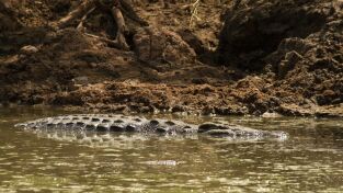 La casa de los reptiles. La casa de los reptiles: Guerras de cocodrilos