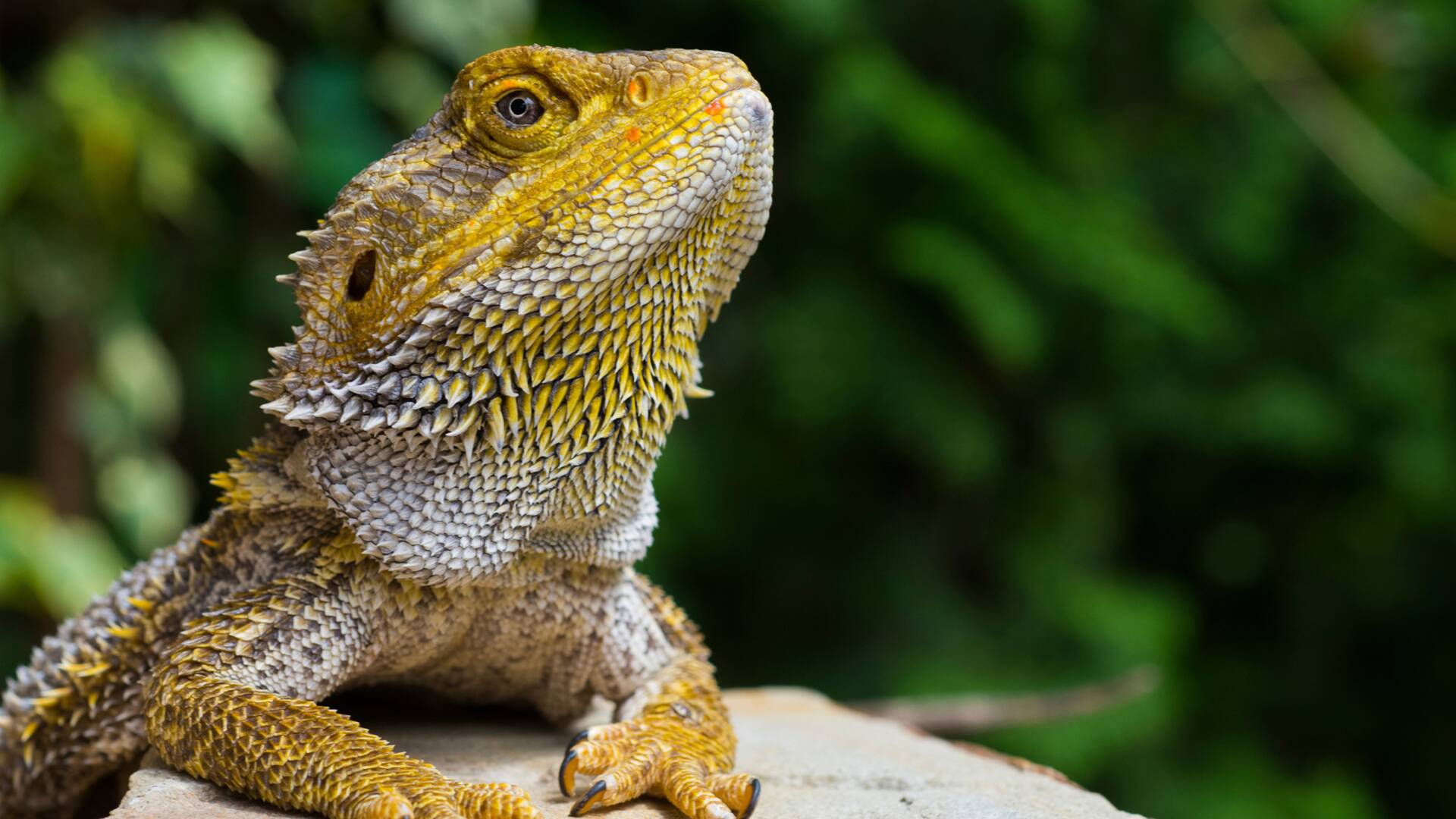 La casa de los reptiles