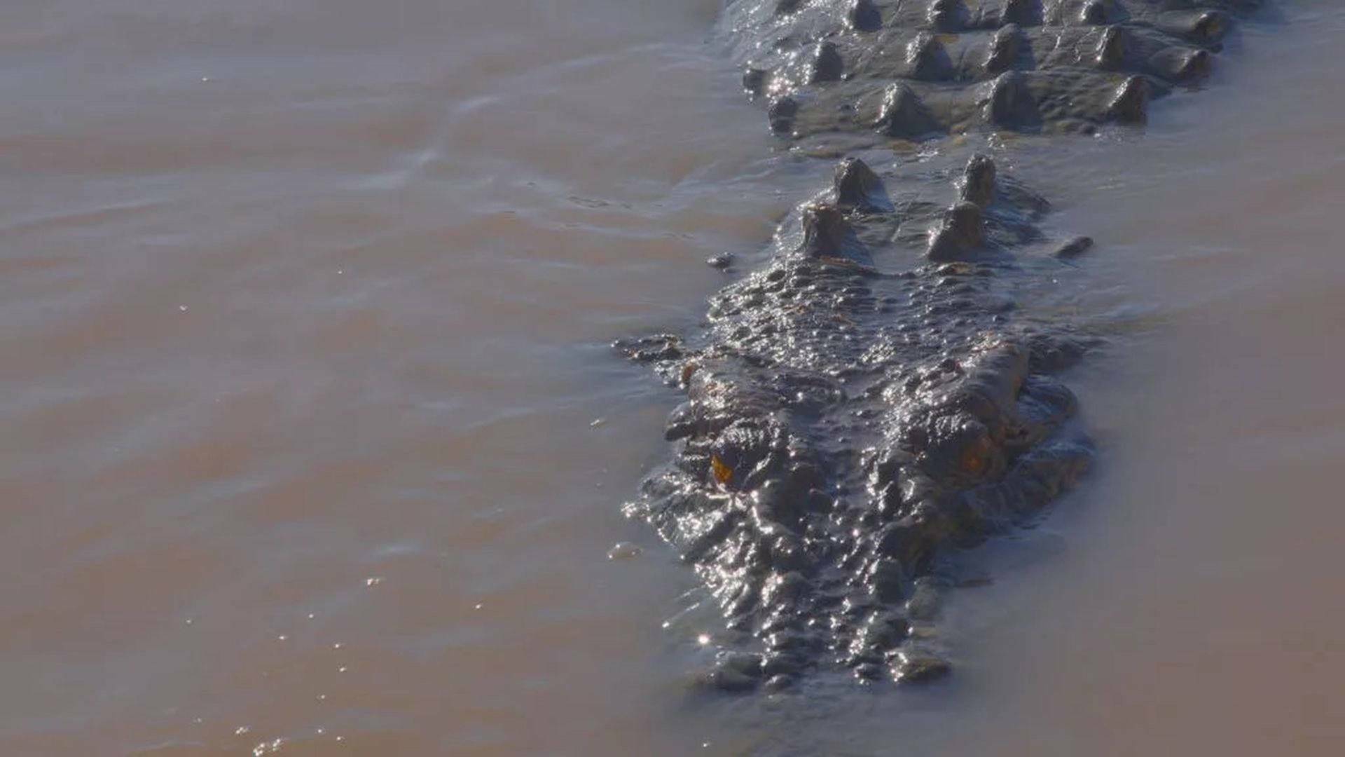 El reino del cocodrilo australiano