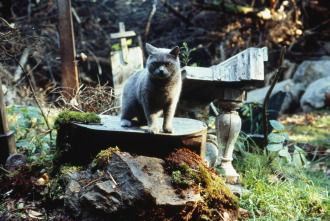 Imagen de El cementerio viviente - 13