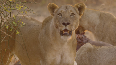 Imagen de Cazadores de África  - 3