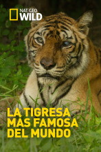 Imagen de La tigresa más famosa del mundo - 1