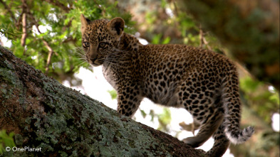 Imagen de Creciendo en África  - 4