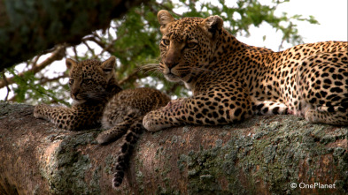 Imagen de Creciendo en África  - 5
