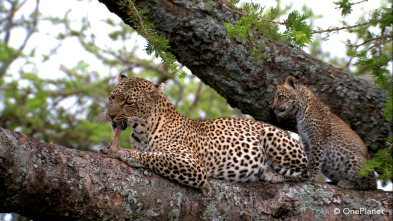 Imagen de Creciendo en África  - 6