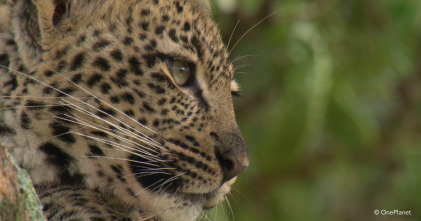 Imagen de Creciendo en África  - 7
