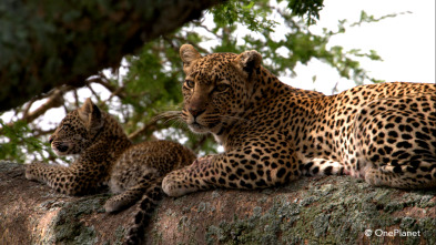 Imagen de Creciendo en África  - 8