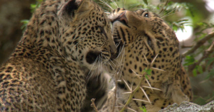 Imagen de Creciendo en África  - 9