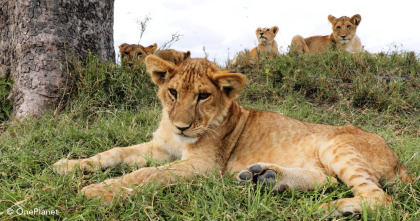 Imagen de Creciendo en África  - 11