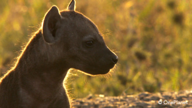 Imagen de Creciendo en África  - 12