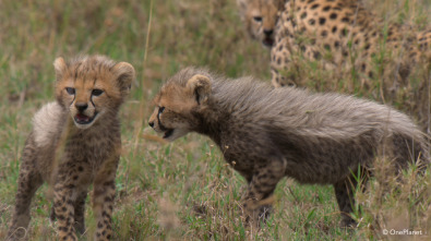 Imagen de Creciendo en África  - 13