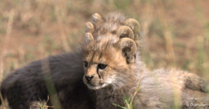 Imagen de Creciendo en África  - 15