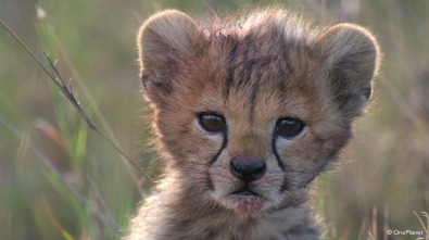 Imagen de Creciendo en África  - 3
