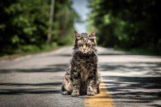 Imagen de Cementerio de animales - 11
