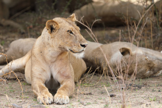 Imagen de Cazadores de África  - 9
