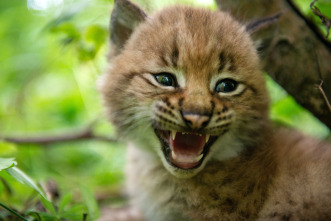 Imagen de Los felinos y yo: Ep.1 - 7