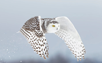 Imagen de Invierno animal - 11