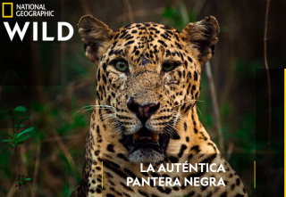 Imagen de La auténtica pantera negra - 2