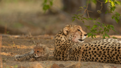 Imagen de La reina de la velocidad del Serengeti - 3