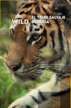 Imagen de El tigre salvaje de Rusia - 1