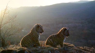 Imagen de El tigre salvaje de Rusia - 3