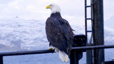 Imagen de Pesca radical (T18): Donde las águilas desafían - 1