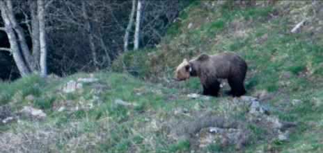 Imagen de ¿Quién mató a Cachou? - 13