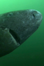 Imagen de Misterios de la...: El tiburón de 500 años - 1
