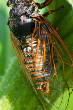 Imagen de Misterios de la...: Bicho matemático - 1