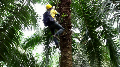 Imagen de Así se hace: Bobinas para mosquitos - 2