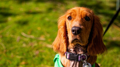 Imagen de The Dog House (T5): Ep.2 - 2