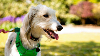 Imagen de The Dog House (T5): Ep.5 - 2