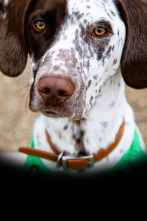 Imagen de The Dog House (T5): Ep.6 - 1