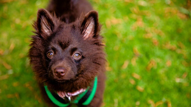 Imagen de The Dog House (T5): Ep.7 - 2
