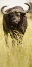 Imagen de A punto con... (T1): Grandes cartuchos africanos - 3