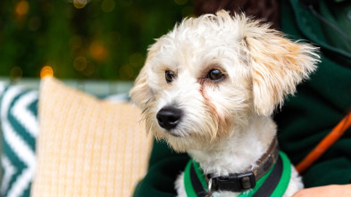 Imagen de The Dog House (T4): Ep.3 - 2