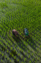 Imagen de Ingredientes para la vida: Arroz - 1
