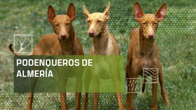 Imagen de Podenqueros de Almería - 2