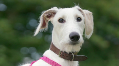 Imagen de The Dog House (T4): Ep.8 - 2