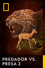 Imagen de Predador vs. presa  - 1
