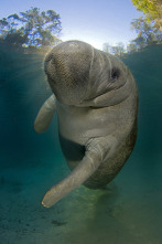 Imagen de The Americas: La Costa del Golfo - 1