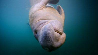 Imagen de The Americas: La Costa del Golfo - 6