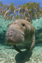 Imagen de The Americas: La Costa del Golfo - 7
