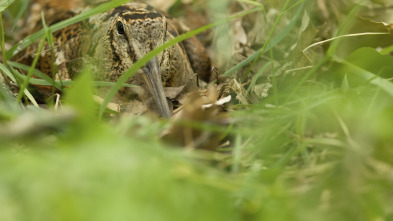 Imagen de De becadas con setter - 3