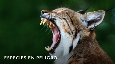 Imagen de Especies En Peligro  - 2