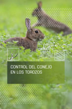Imagen de Control del conejo en Los Torozos - 1